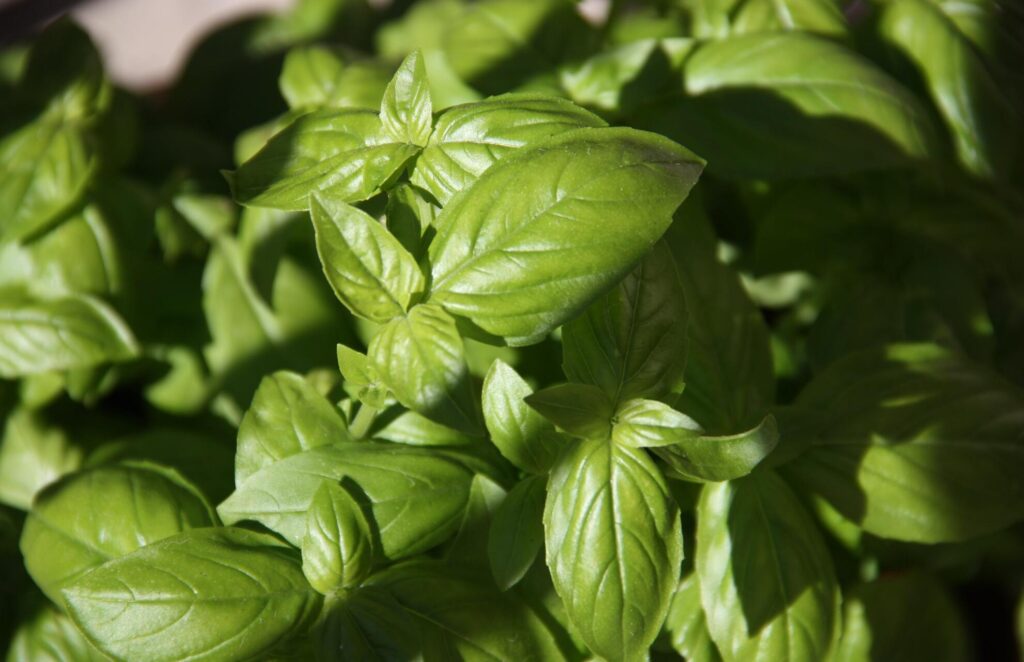 Brown Spots On Basil Leaves