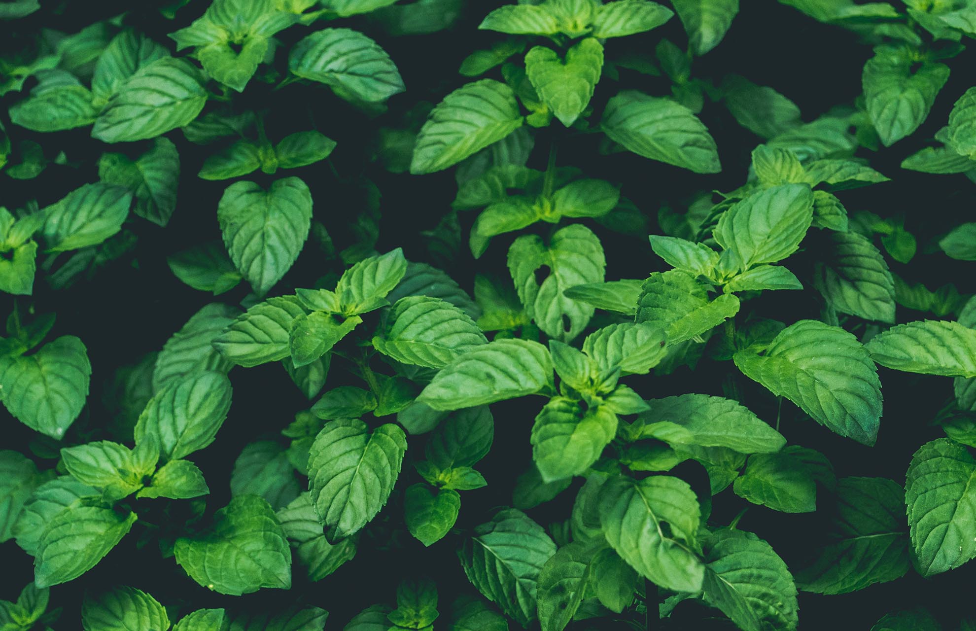 Basil Leaves