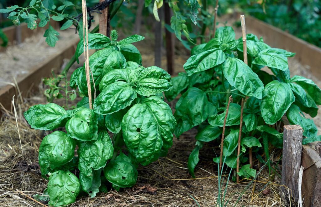 Basil Leaves