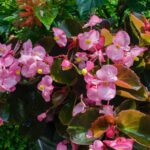 How To Propagate Begonia From Cuttings