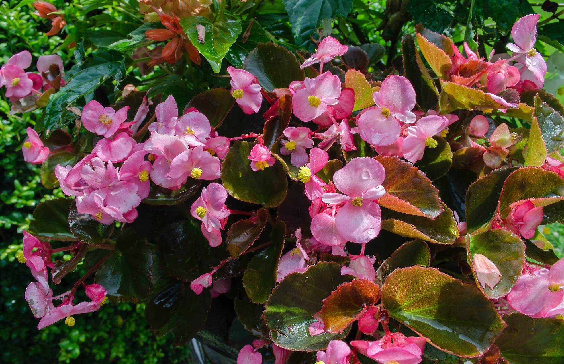 How To Propagate Begonia From Cuttings