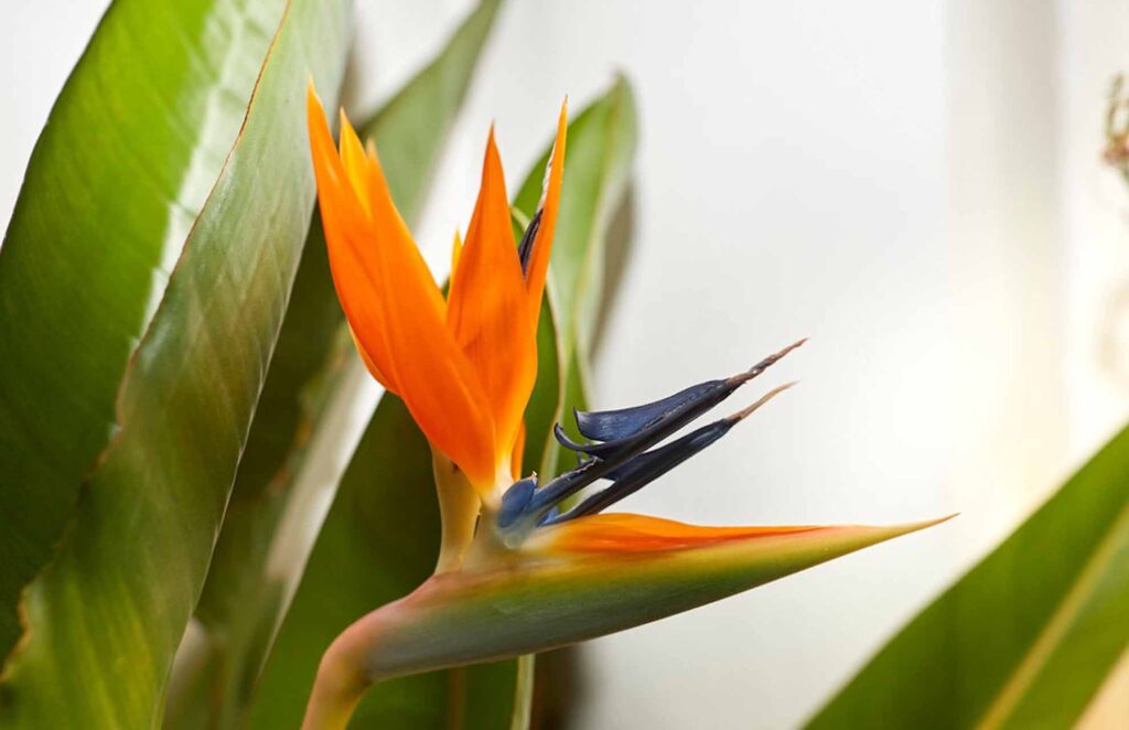 Birds Of Paradise