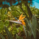 Bird Of Paradise Propagate