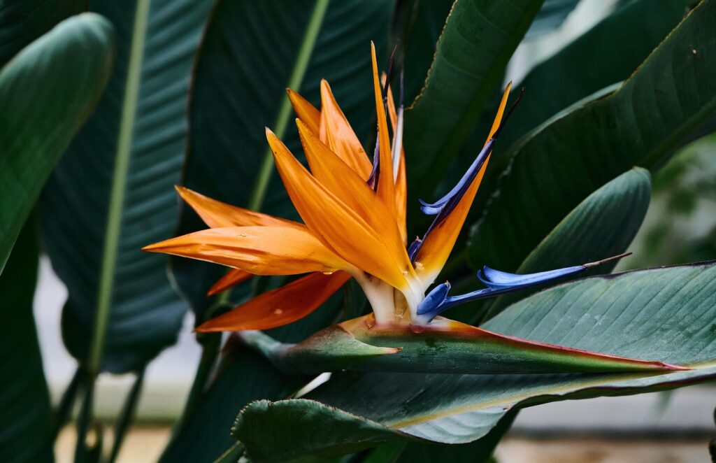 Bird Of Paradise Propagate