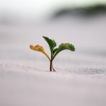 Bird Of Paradise Seedling