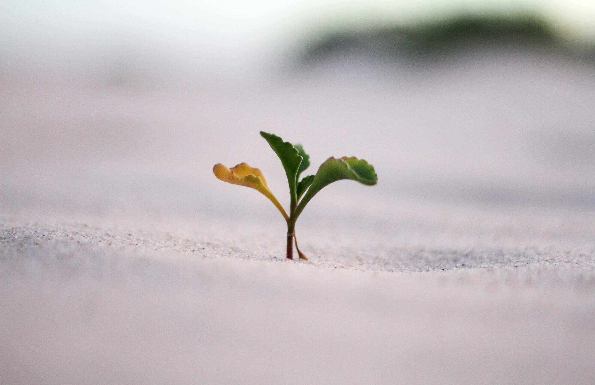 Bird Of Paradise Seedling