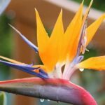 Birds Of Paradise