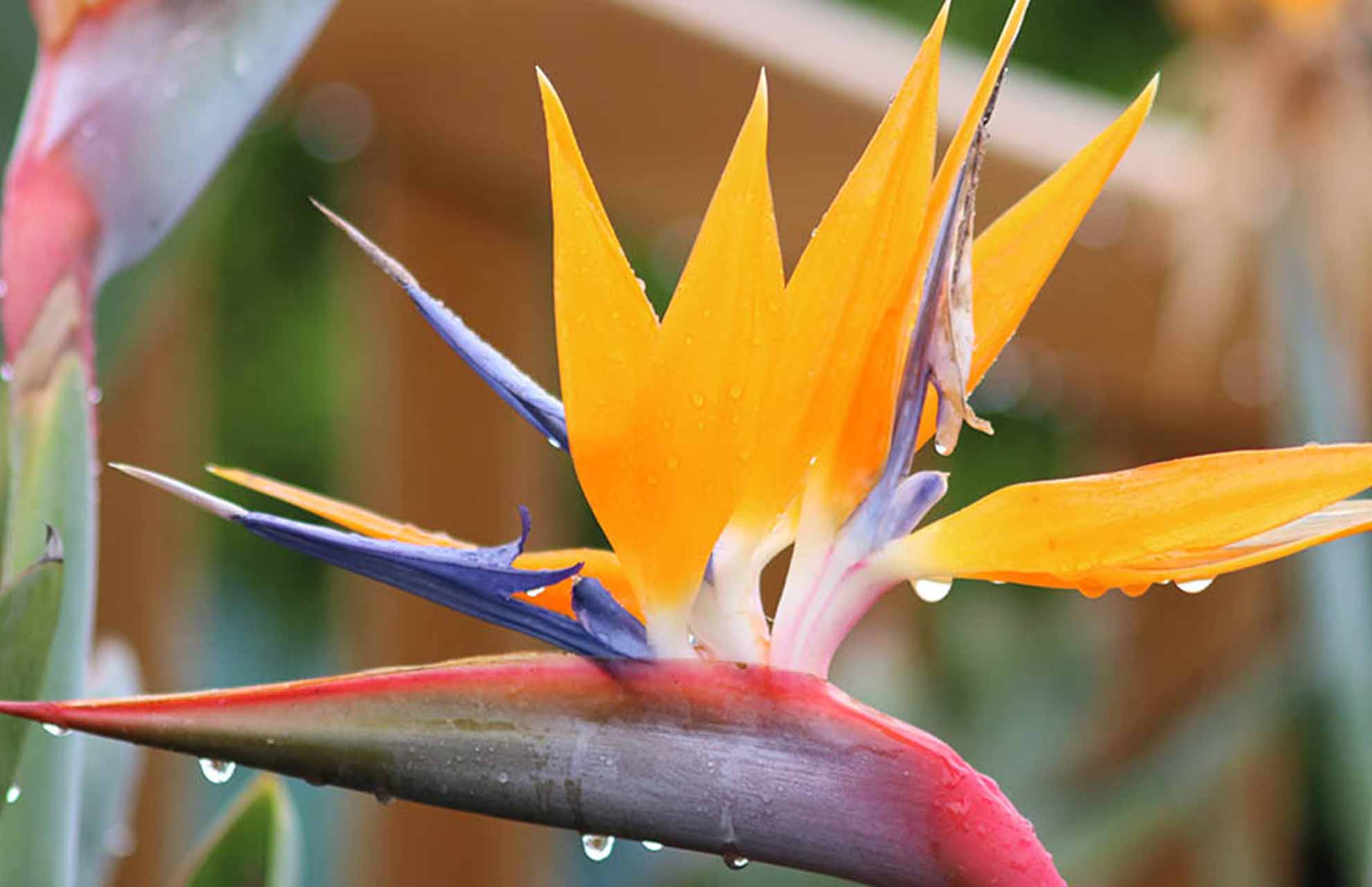 Birds Of Paradise