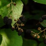 Black Raspberries