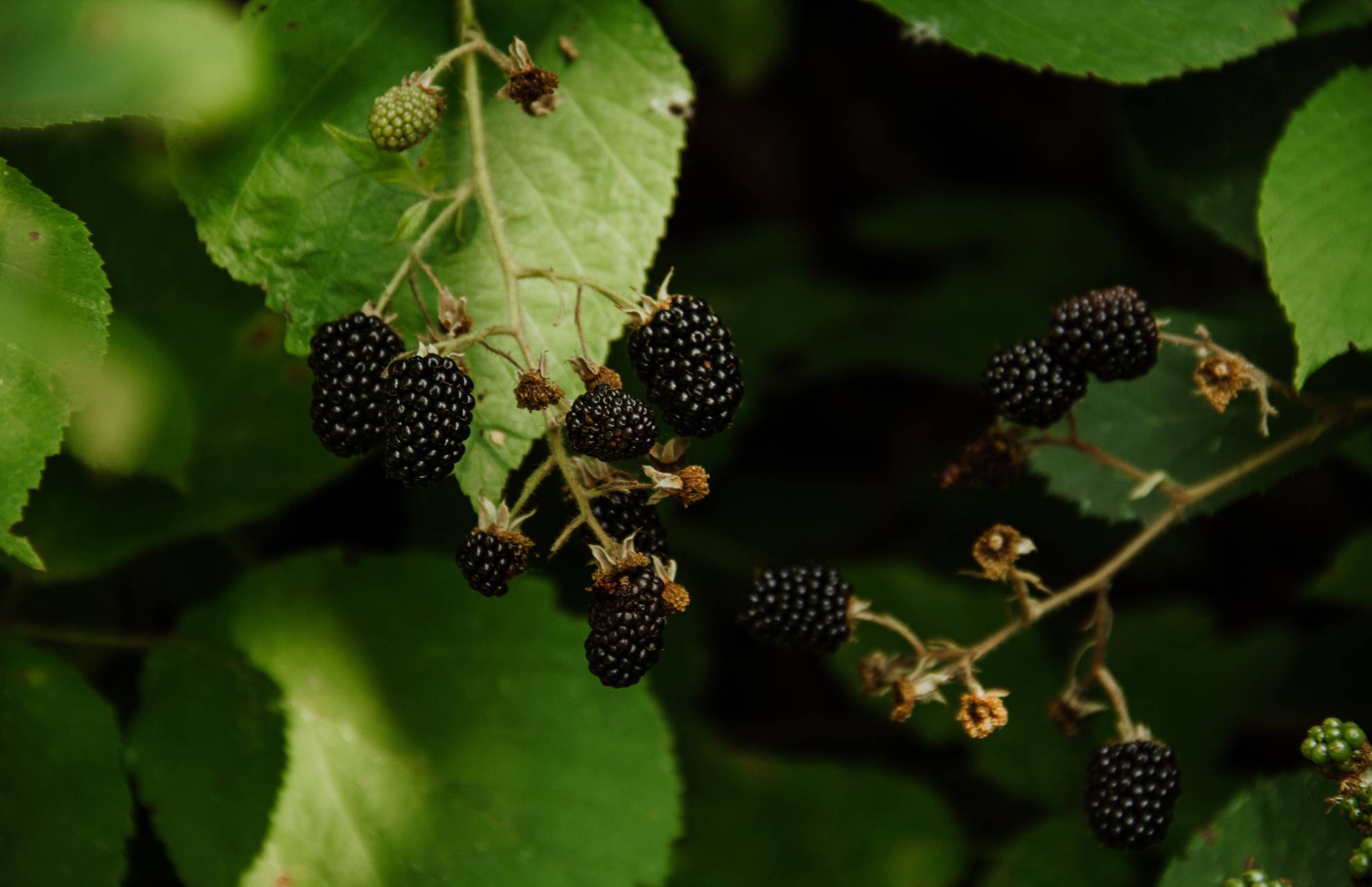 Black Raspberries