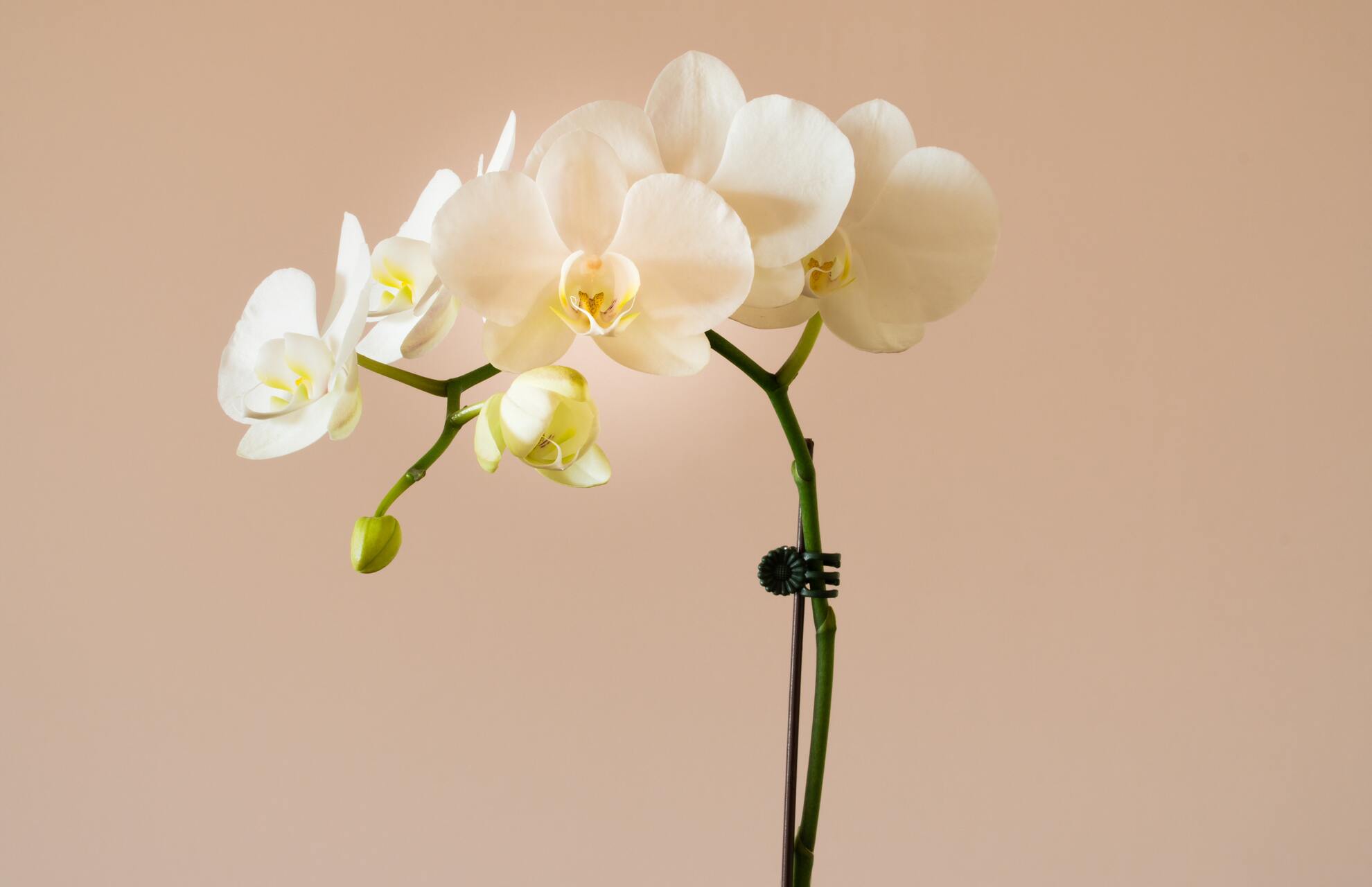 Treat Black Spots On Orchid Leaves