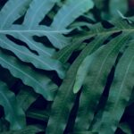 blue star fern