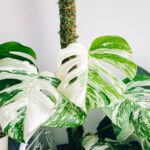 Brown Edges On Monstera Leaves