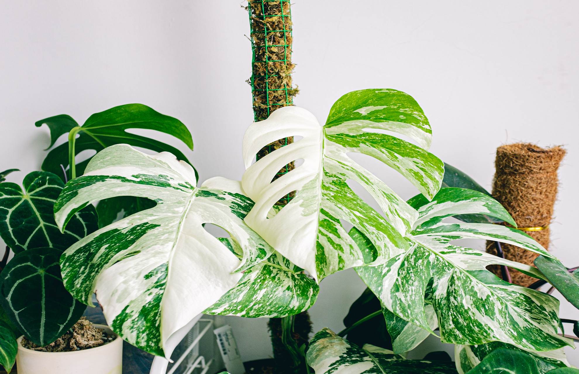 Brown Edges On Monstera Leaves