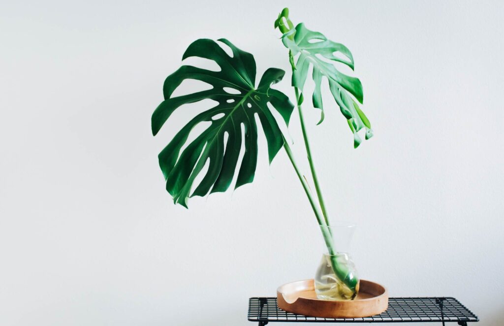 Brown Edges On Monstera Leaves