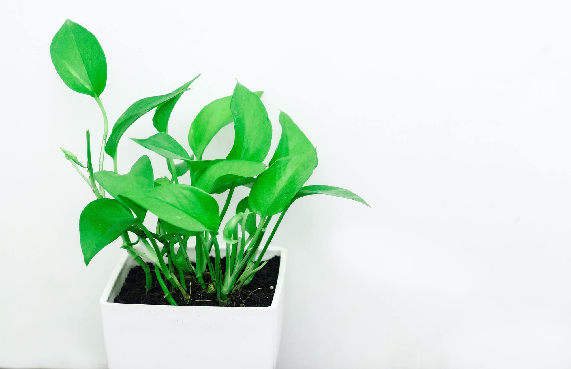 brown spots on pothos leaves (1)