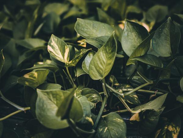 brown spots on pothos leaves (1)