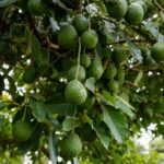 caring for avocado tree