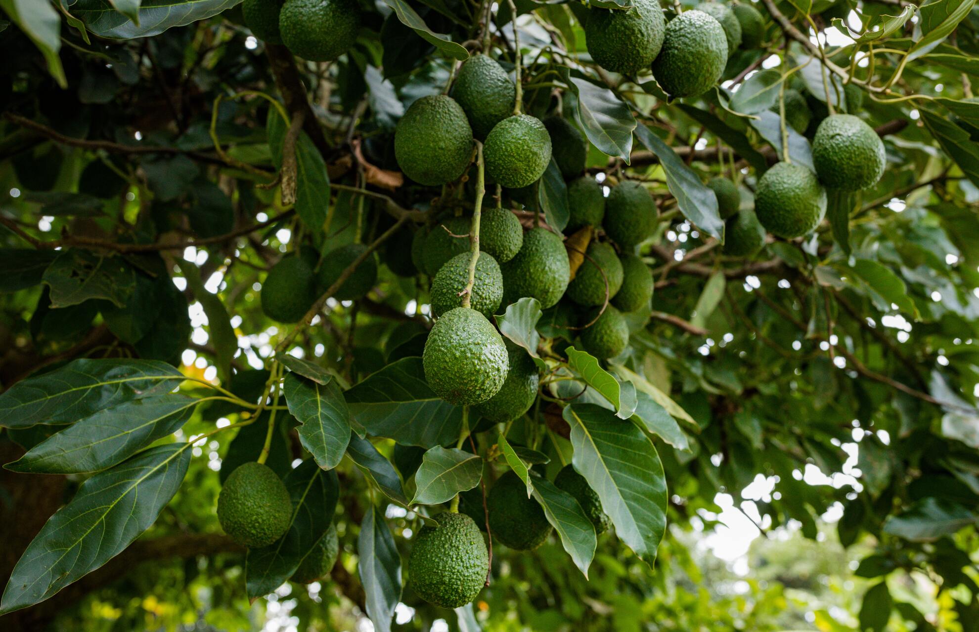 caring for avocado tree