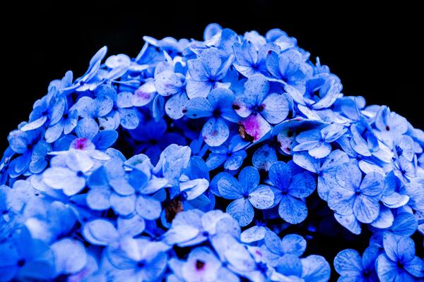 coffee grounds for hydrangeas