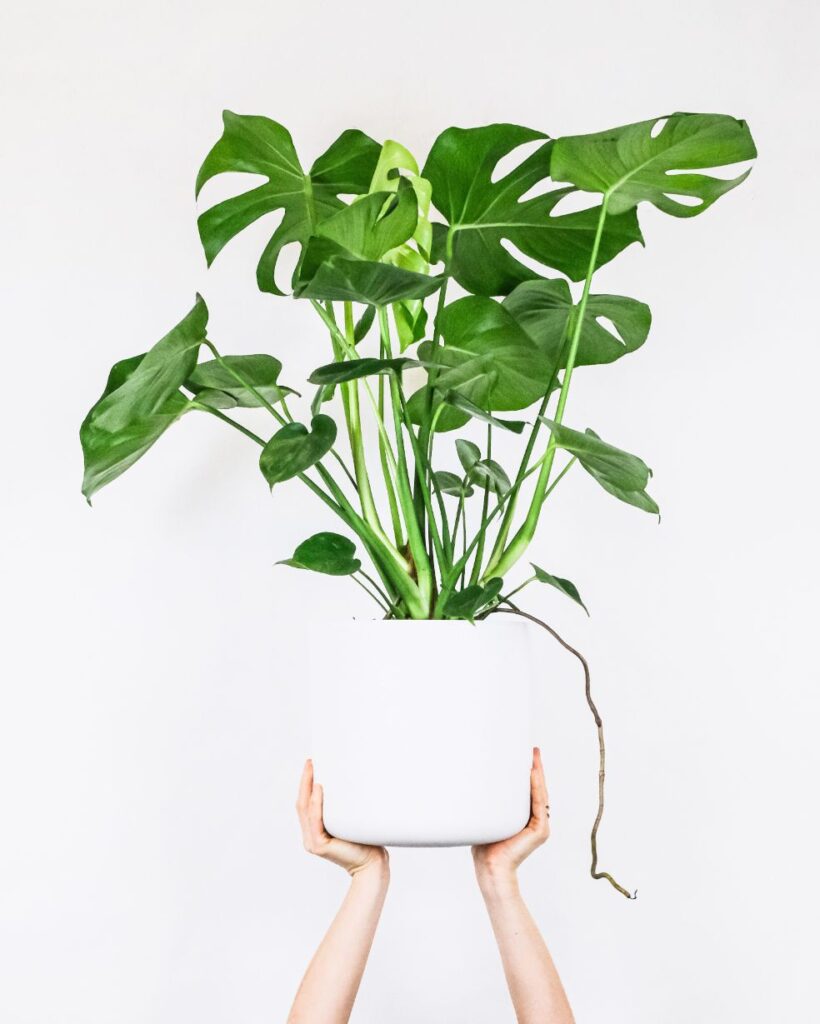 Monstera plant