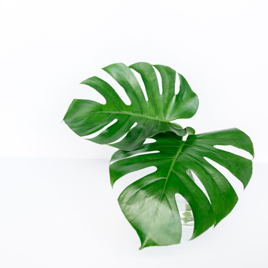 Monstera plant