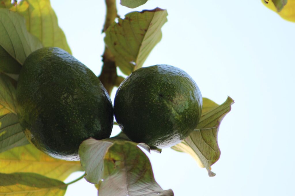 avocado tree