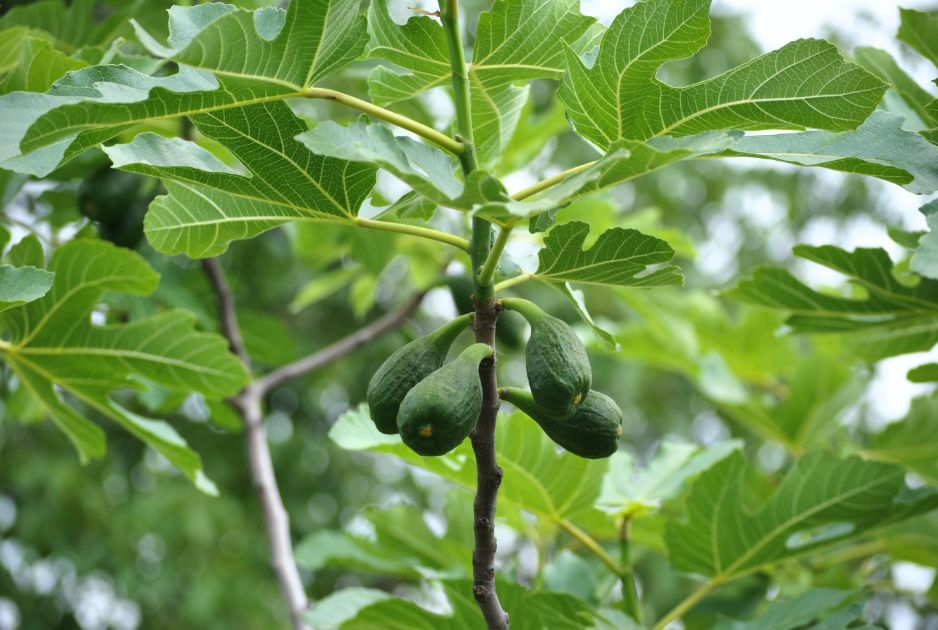 avocado tree