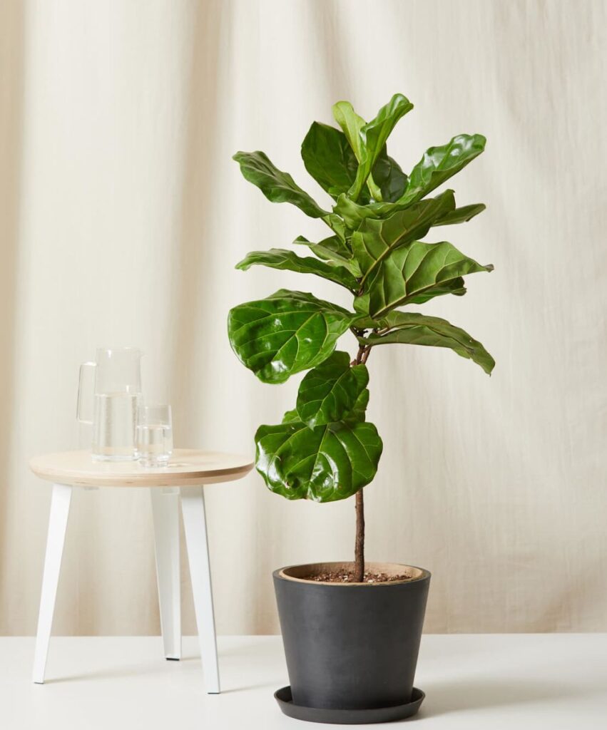 Fiddle Leaf Fig