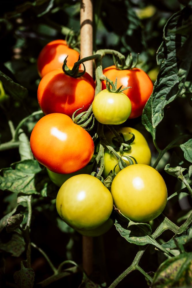 tomato plant