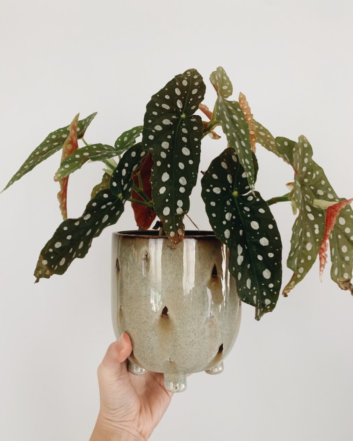 Polka Dot Begonia Care: Things You Should Know!