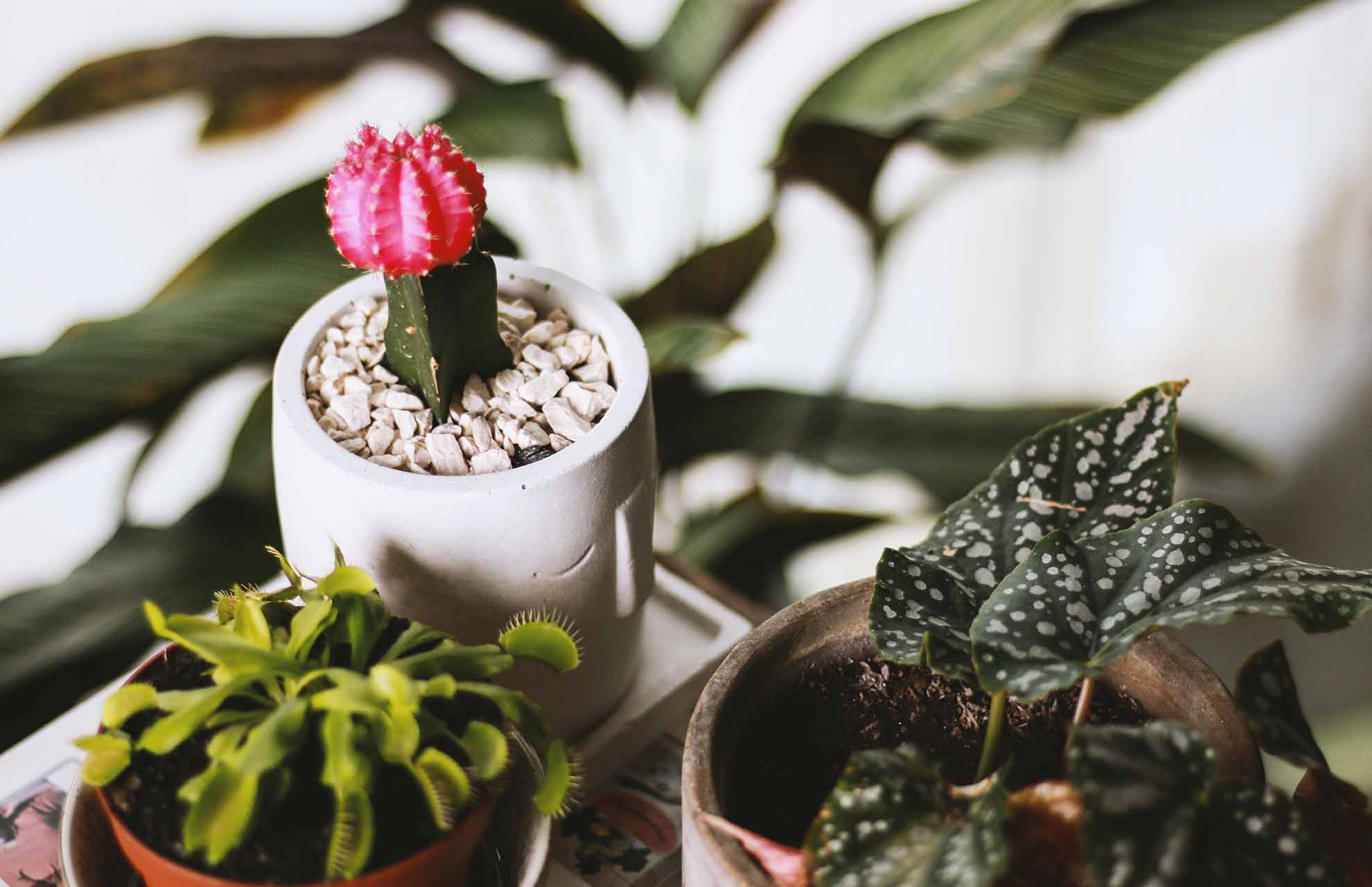 Polka Dot Begonia Care: Things You Should Know!