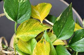 pothos leaves turning yellow