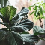 Brown Spots On Fiddle Leaf Fig: Reasons & Treatment