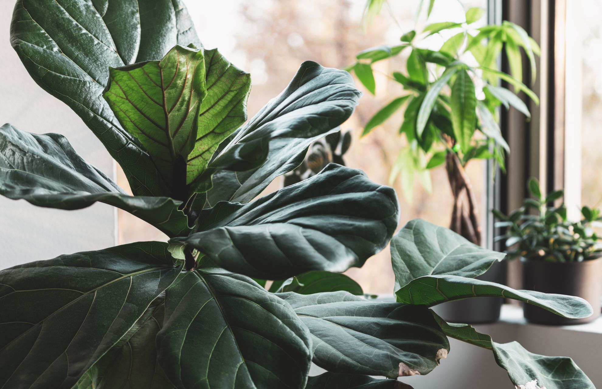 Brown Spots On Fiddle Leaf Fig: Reasons & Treatment