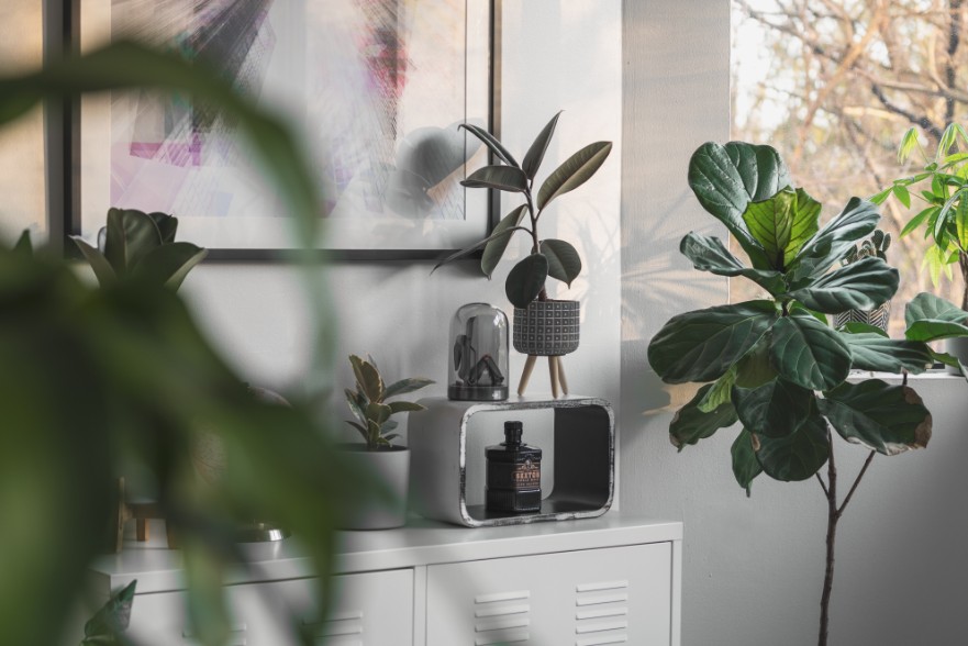 Brown Spots On Fiddle Leaf Fig: Reasons & Treatment