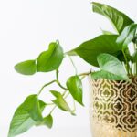 how to propagate pothos (1)