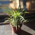 How To Remove Air Plants From Trees?