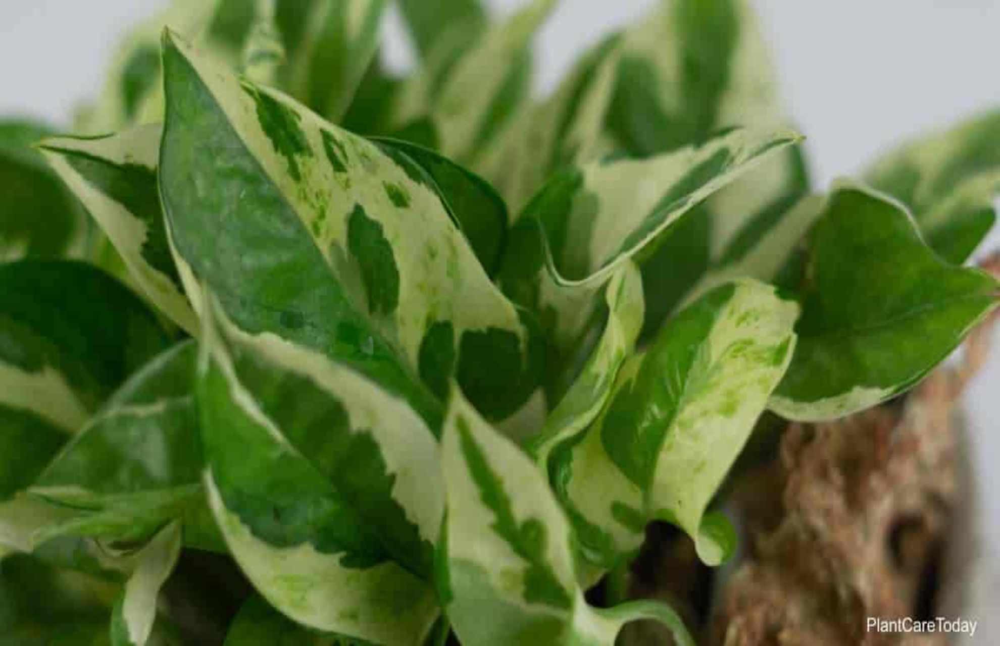 pearls and jade pothos plant