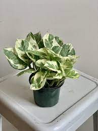 How To Grow And Care For Pearls And Jade Pothos?