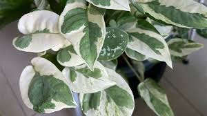 How To Grow And Care For Pearls And Jade Pothos?