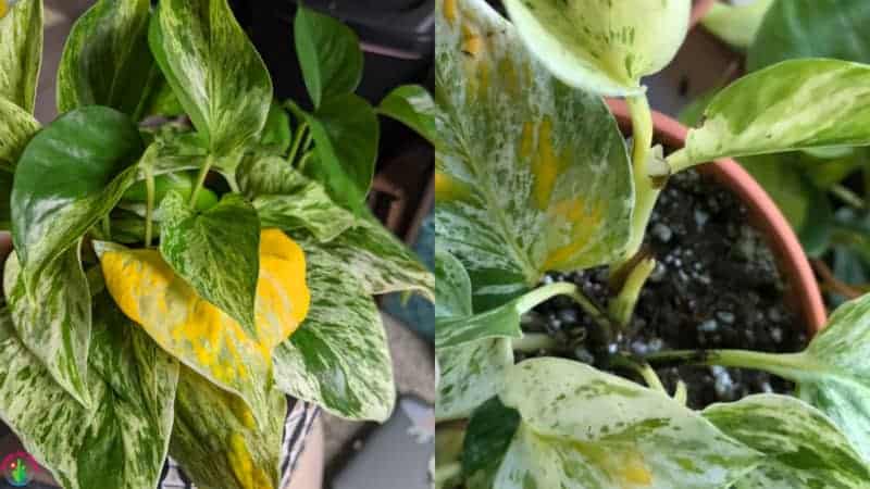 pothos leaves turning yellow