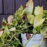 pothos leaves turning yellow