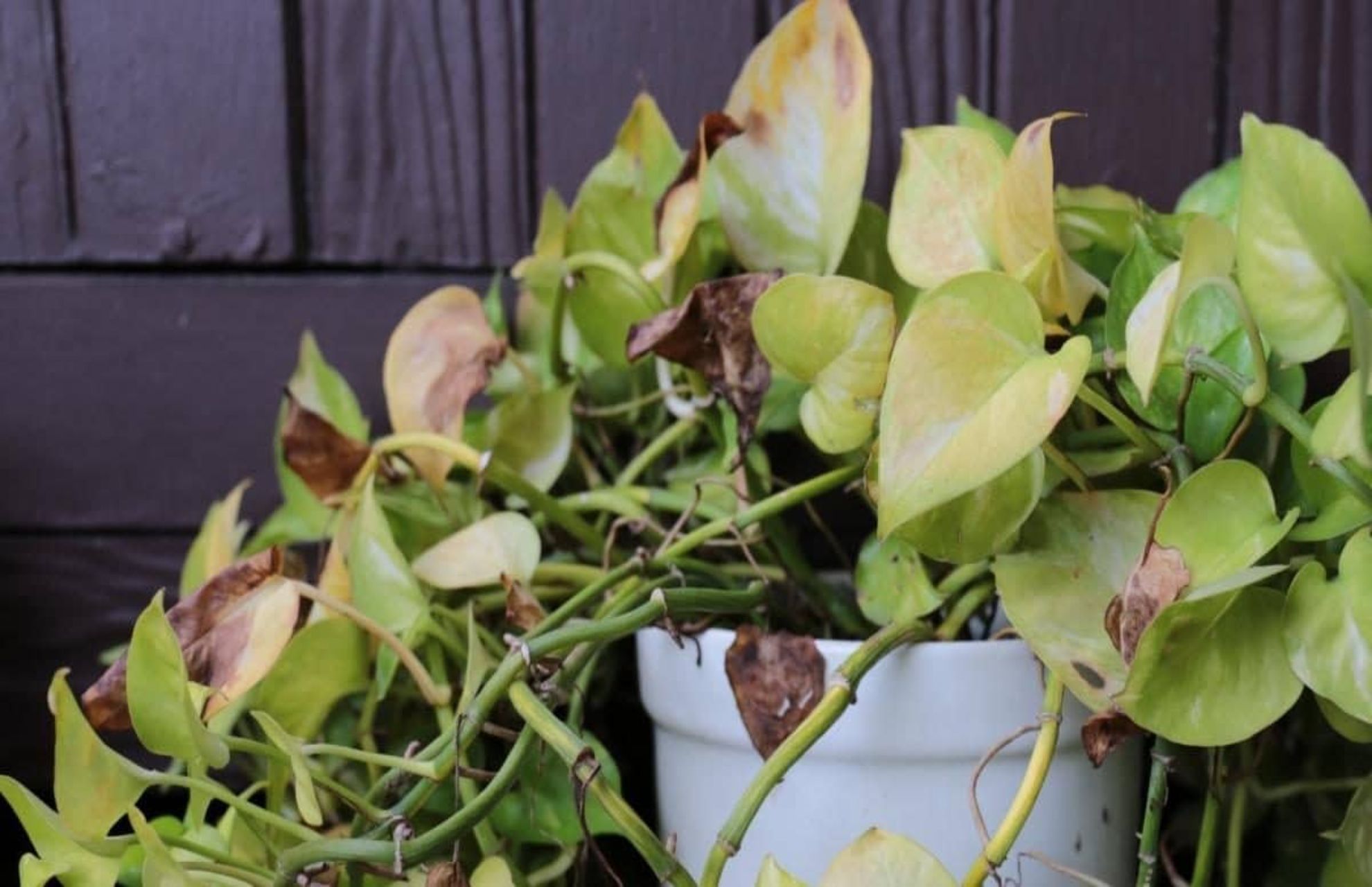 pothos leaves turning yellow