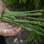 How To Store Asparagus