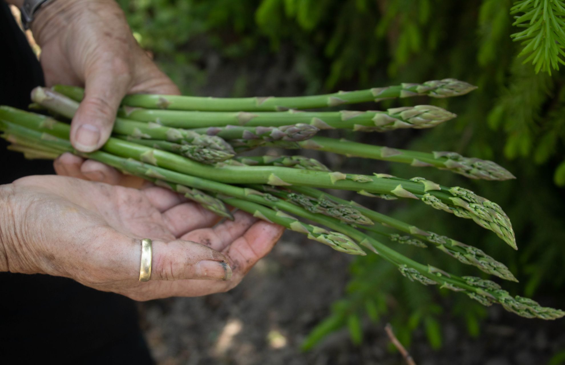 How To Store Asparagus