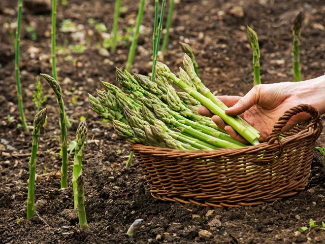 growing the asparagus from seed