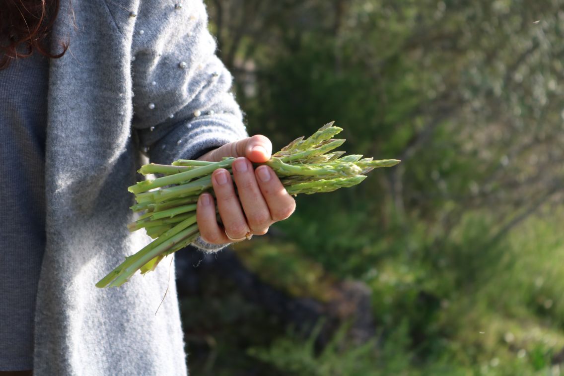 growing the asparagus from seed