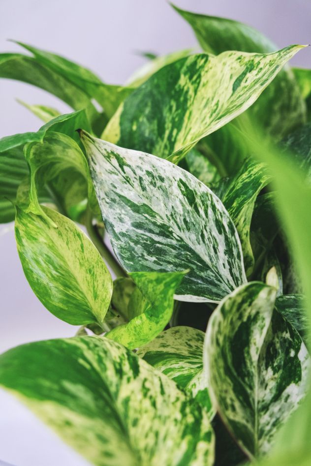 marble queen pothos care