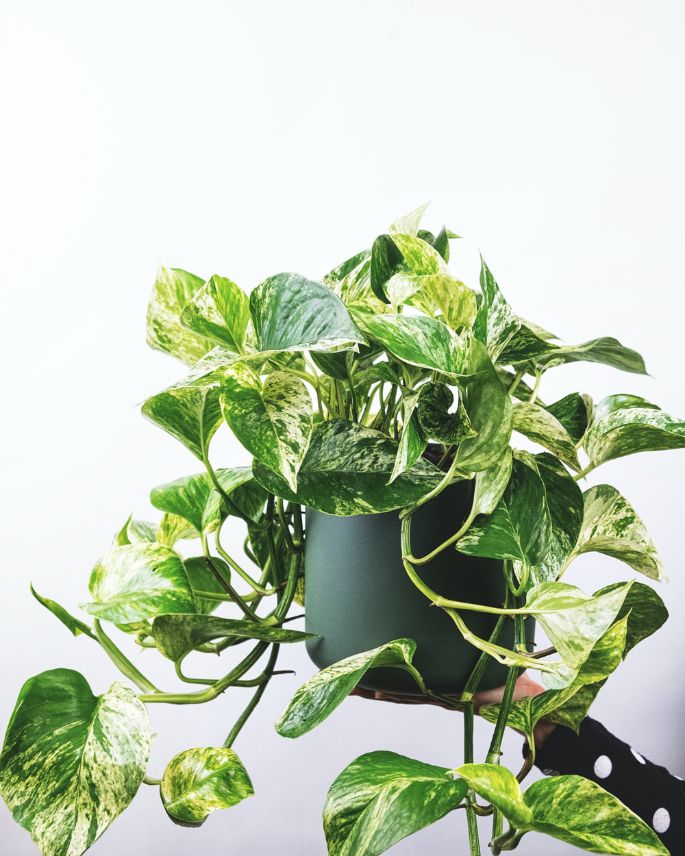 marble queen pothos care